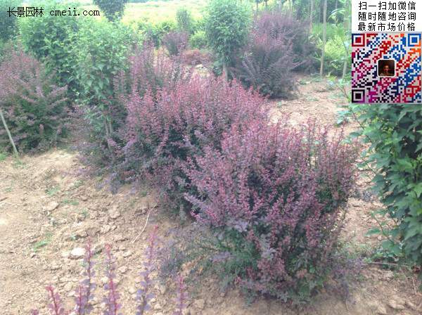 沭陽紅葉小檗基地 沭陽紅葉小檗基地