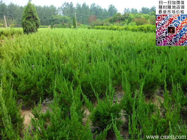 60~70~80~90公分小龍柏 60~70~80~90公分小龍柏