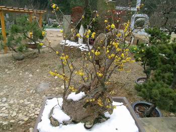 臘梅盆景 臘梅盆景