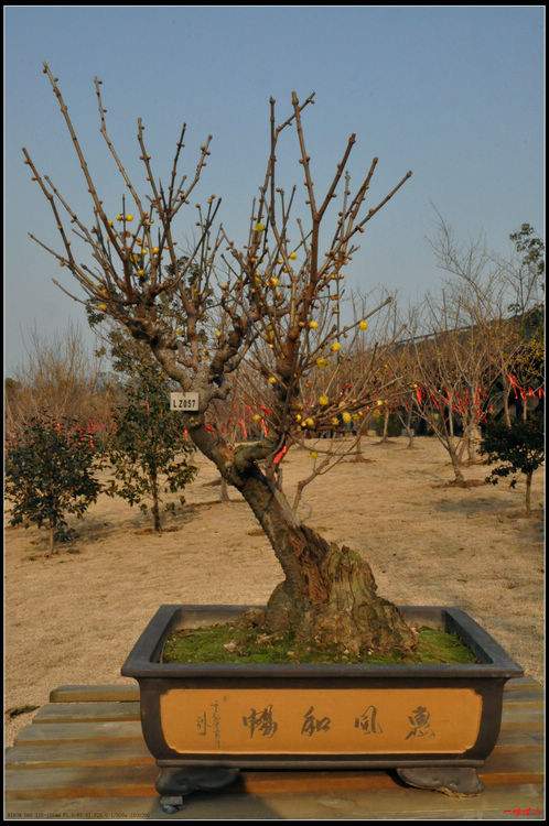 臘梅盆景 臘梅盆景