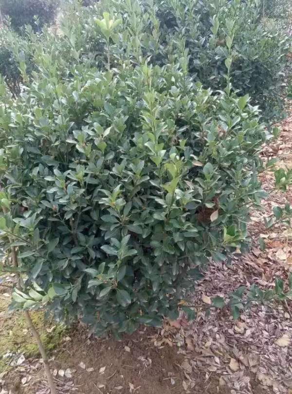 80公分大葉黃楊球價(jià)格 80公分大葉黃楊球價(jià)格