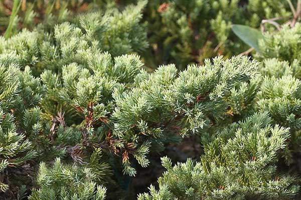 沙地柏和鋪地柏的區別？