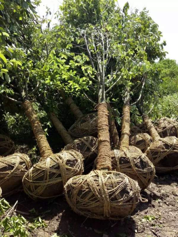 紫玉蘭開花圖片 紫玉蘭開花圖片