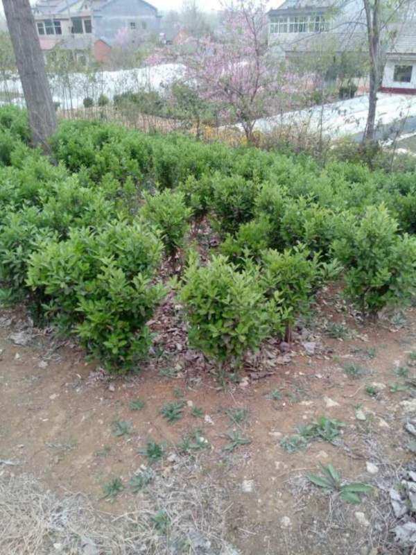 大葉黃楊哪家好