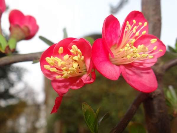 紅梅的花語(yǔ)是什么？