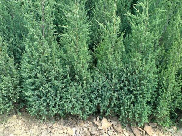 刺柏產(chǎn)區(qū)都有哪些地方？