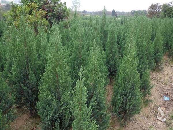 刺柏產(chǎn)區(qū)都有哪些地方？