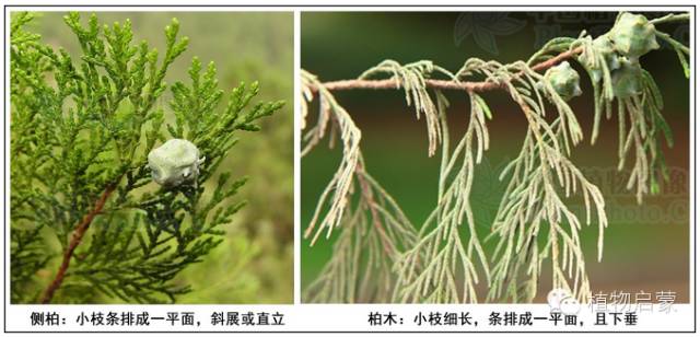 圓柏、刺柏、側(cè)柏、柏木以及龍柏的簡(jiǎn)易識(shí)別法