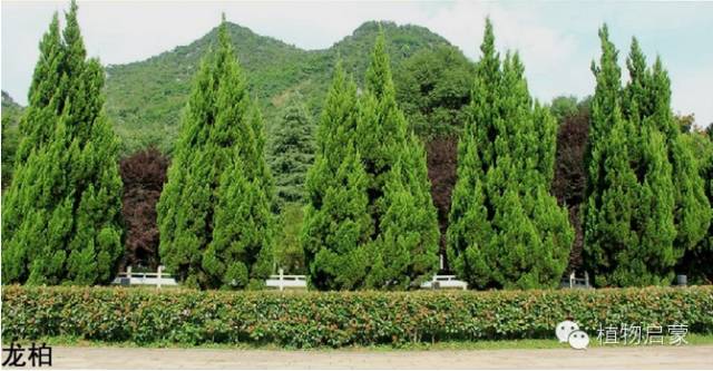 圓柏、刺柏、側(cè)柏、柏木以及龍柏的簡(jiǎn)易識(shí)別法
