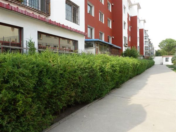 小區邊的檜柏籬 小區邊的檜柏籬