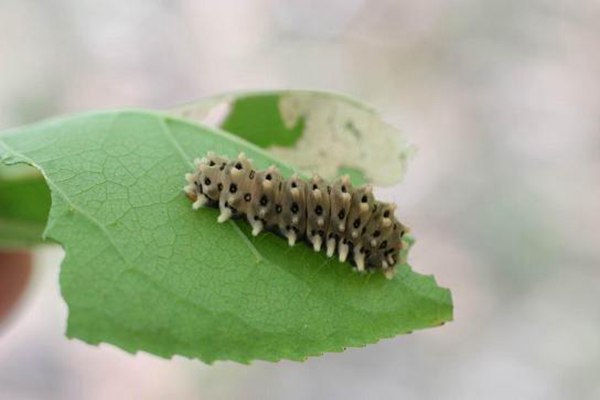 大葉黃楊尺蠖 大葉黃楊尺蠖