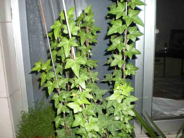 常春藤附柱式盆景 常春藤附柱式盆景