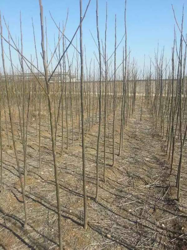 米徑3公分4公分5公分6公分苦楝樹圖片 米徑3公分4公分5公分6公分苦楝樹圖片