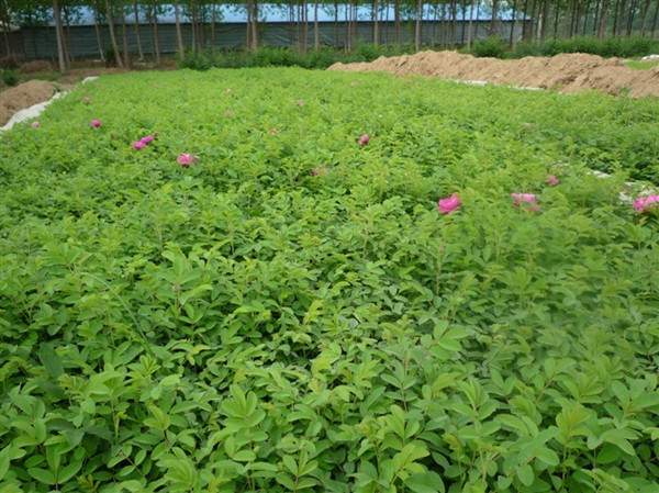 物美價(jià)廉的食用玫瑰在哪買？