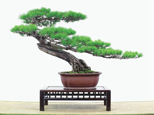 有著百變?cè)煨椭醯奈遽標(biāo)墒窃鯓訜挸傻?/><br/></div><p><strong>(1）取、審材</strong><br/>我國(guó)引種栽培五針?biāo)桑捎诮Y(jié)實(shí)少，且多發(fā)育不良，種粒<a href='http://m.rooror.cn/huahaijianshe/138890.html' target='_blank'>發(fā)芽率</a>低，故多采用嫁接法繁殖。<br/>盆栽五針?biāo)桑侵谱魑遽標(biāo)膳杈暗闹饕牧稀Ｋ母Γ煞耧@露，樁干有無(wú)彎度，哪些地方突出好看，都要仔細(xì)審視一番。通過(guò)審材，找出好觀賞面。五針?biāo)捎^賞價(jià)值高低，在于姿色的奇妙與否。通過(guò)審材，進(jìn)行藝術(shù)取舍，決定部分根、枝、干、針葉的去留。<br/><strong>(2）上盆</strong><br/>①選盆：五針?biāo)勺藨B(tài)清秀古雅、翠葉蔥籠，宜用外型古雅，色澤深沉的紫砂陶盆。懸崖式用中深圓形盆或正方盆；斜干式、直干式則用長(zhǎng)方形盆或橢圓盆；曲干式用稍深的馬槽盆；合栽式用較淺長(zhǎng)方形盆，其大小可視樹形而選定。<br/>②用土：栽植五針?biāo)傻呐柰烈擞觅|(zhì)地疏松、肥沃的微酸性土，按輕壤60%，砂土3o%a與腐殖土to％的比例以及腐熟餅肥1份混合使用，PH值5-6最宜。<br/>③栽植：五針?biāo)缮吓柙灾惨源杭拘氯~吐芽前3月左右最好，也可在秋季新枝成長(zhǎng)后8月中旬至9月進(jìn)行。上盆前修剪傷根、爛根，剪短粗根，在剪口上涂蠟，以防松脂外流。栽時(shí)盆土要稍干，盆底墊一層碎瓦片及粗砂之類，以利排水透氣。<br/>④造型與布局：五針?biāo)芍l自然形成層片，層次分明，線條清晰；生長(zhǎng)緩慢，枝干上無(wú)不定芽萌發(fā)，因此不耐修剪。粗枝不易屈曲，蟠扎造型必須從幼齡樹開始，五針?biāo)稍煨蛻?yīng)以吊扎為主，結(jié)合修剪，作為基本方法。<br/>制作五針?biāo)膳杈埃推渌?盆栽五針?biāo)桑侵谱魑遽標(biāo)膳杈暗闹饕牧稀Ｋ母Γ煞耧@露，樁干有無(wú)彎度，哪些地方突出好看，都要仔細(xì)審視一番。通過(guò)審材，找出好觀賞面。五針?biāo)捎^賞價(jià)值高低，在于姿色的奇妙與否。通過(guò)審材，進(jìn)行藝術(shù)取舍，決定部分根、枝、干、針葉的去留。<br/><br/><strong>制作五針?biāo)膳杈埃推渌杈耙粯樱⒅嘏杳娴牟季郑v究自然，給人以舒適的美感。</strong><br/>盆面布局，應(yīng)有疏有密，或“疏能走馬”，或“密不通風(fēng)”。要突出主體，在一盆中，合栽幾株五針?biāo)桑怀鲋黧w，其余則為烘托與陪襯。<br/>盆面布局，要講究層次，這在盆中表現(xiàn)為粗細(xì)、大小的對(duì)比。細(xì)到一枝一根上下功夫，使之形象生動(dòng)，景中有景。樹樁的枝干、針片，各占盆面多少位置，樹、石、亭、橋、屋宇、人物小品等配件的大小，要精心安排，恰到好處，突出盆景主題。總之充分運(yùn)用藝術(shù)造型和造景手法以提高盆景的整體藝術(shù)美。<br/><br/></p><div align=