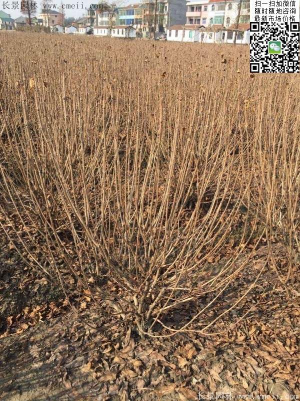 紅王子錦帶 紅王子錦帶