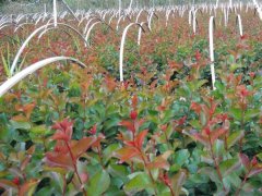 現(xiàn)在紫薇基地的紫薇樹多少錢一顆？