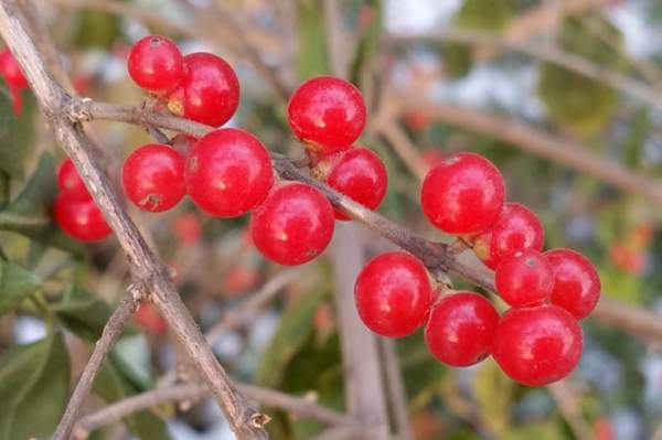 金銀木圖片 金銀木圖片