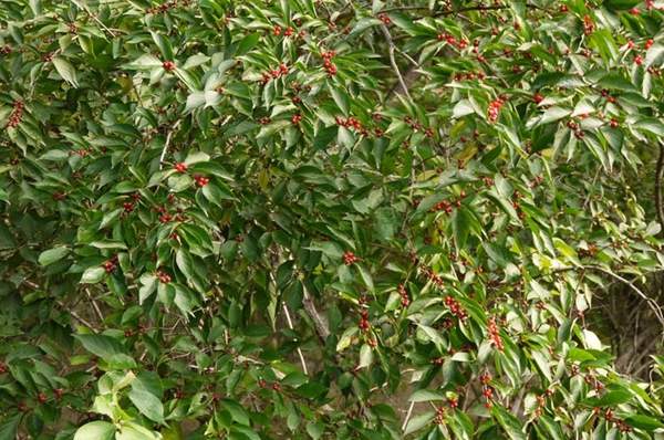 金銀木圖片 金銀木圖片