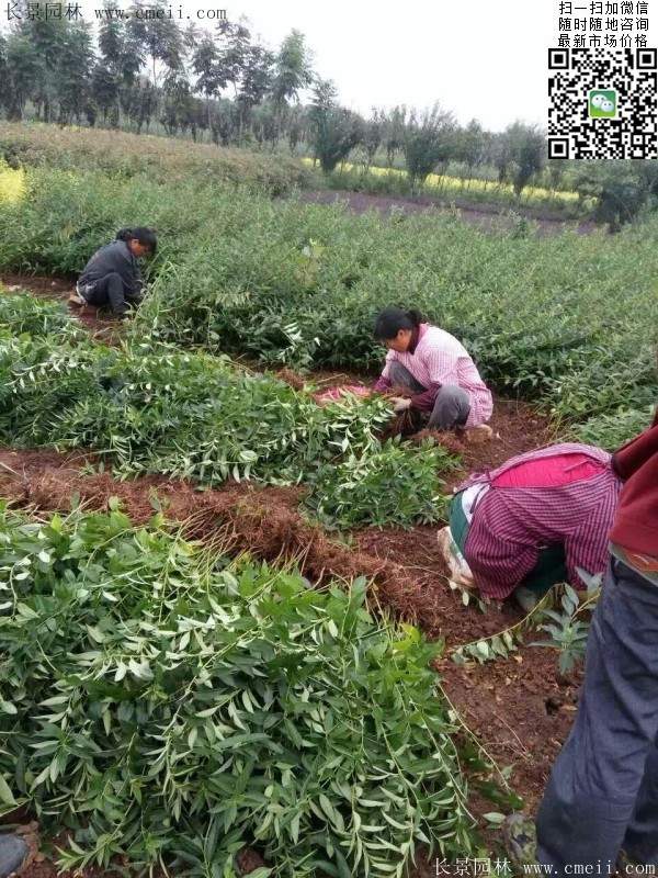 連翹--長景園林