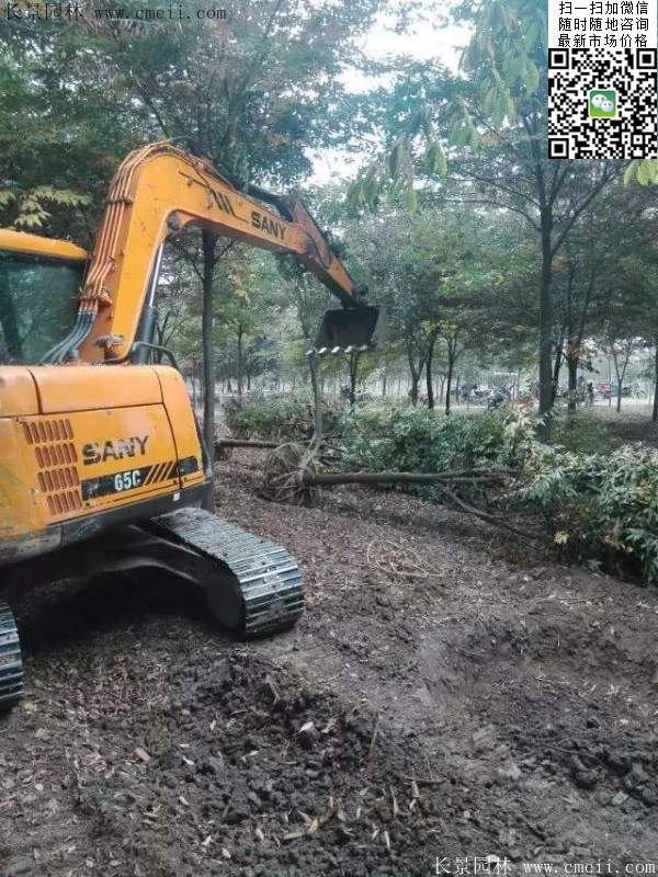 沭陽(yáng)櫸樹批發(fā)