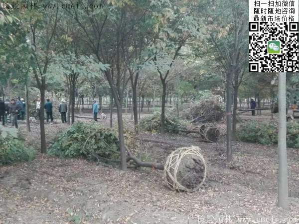 沭陽(yáng)櫸樹批發(fā)