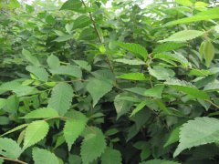 櫸樹就是這么的牛，都是國家二級保護(hù)對象了