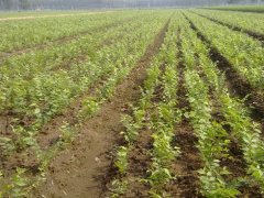 顯赫一時的櫸樹，它的過去、現(xiàn)在、未來是什么