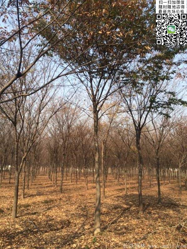 櫸樹前景 櫸樹前景