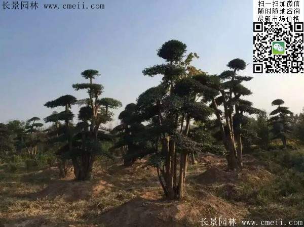 小葉女貞--長景園林 小葉女貞--長景園林