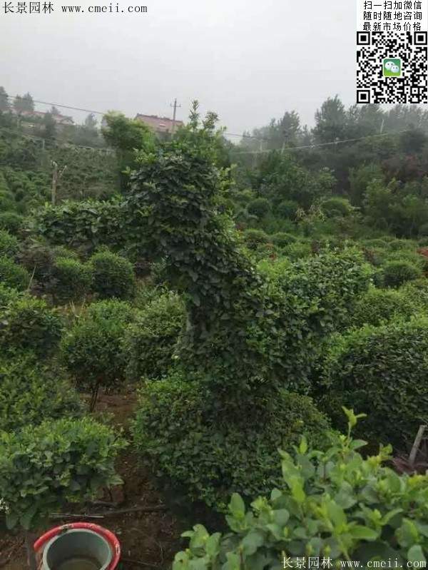 小葉女貞--長景園林 小葉女貞--長景園林