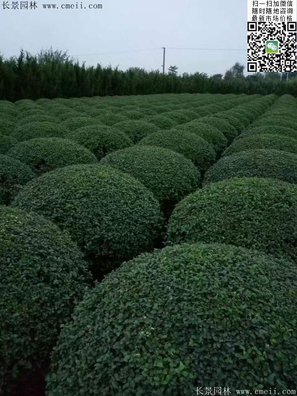 小葉女貞--長景園林 小葉女貞--長景園林