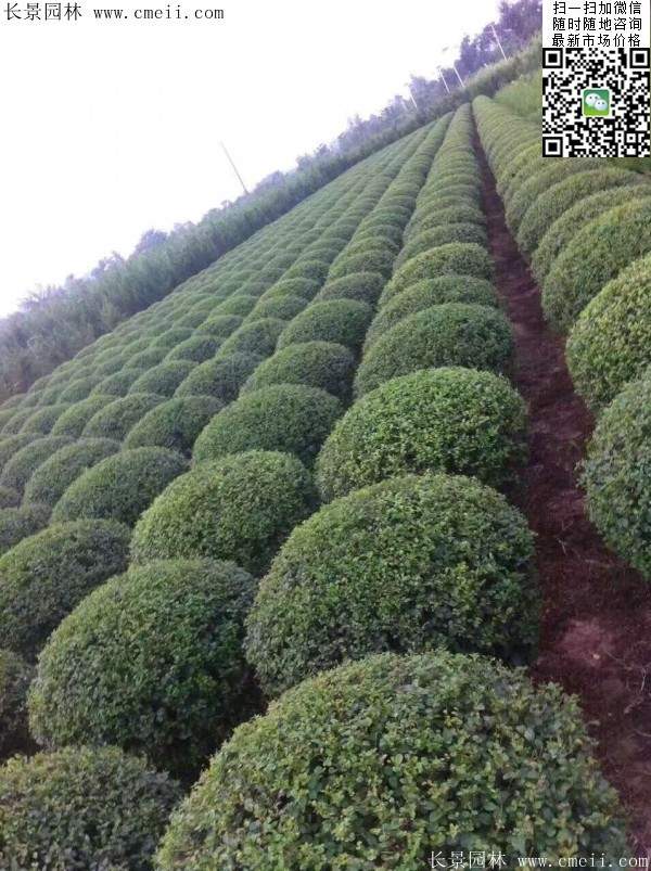 小葉女貞--長景園林 小葉女貞--長景園林