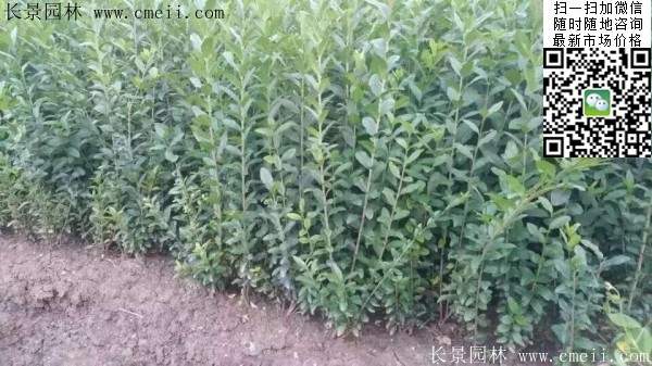 小葉女貞--長景園林 小葉女貞--長景園林