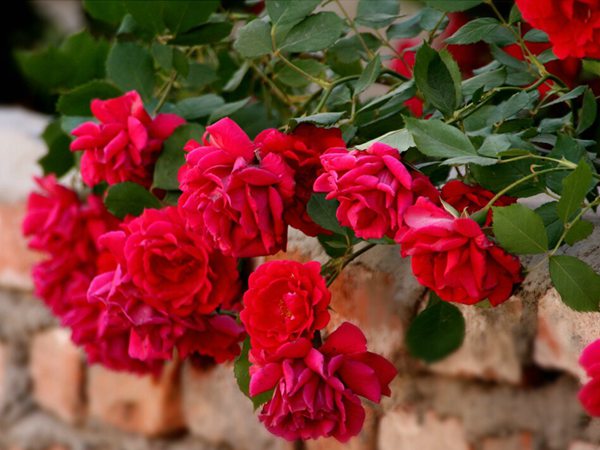 藤本月季花語是什么?