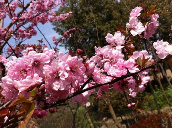 紅葉美人梅 紅葉美人梅