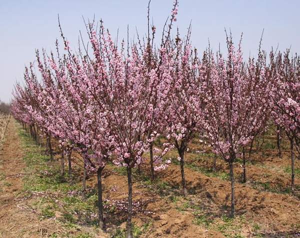 紅葉美人梅 紅葉美人梅