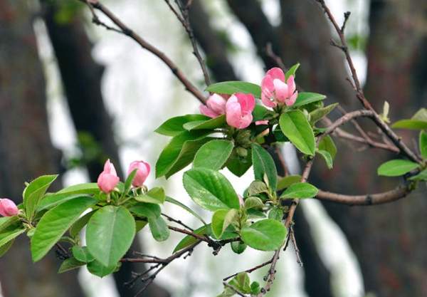 木瓜樹的價(jià)值 木瓜樹的價(jià)值