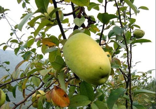 木瓜樹的價(jià)值 木瓜樹的價(jià)值