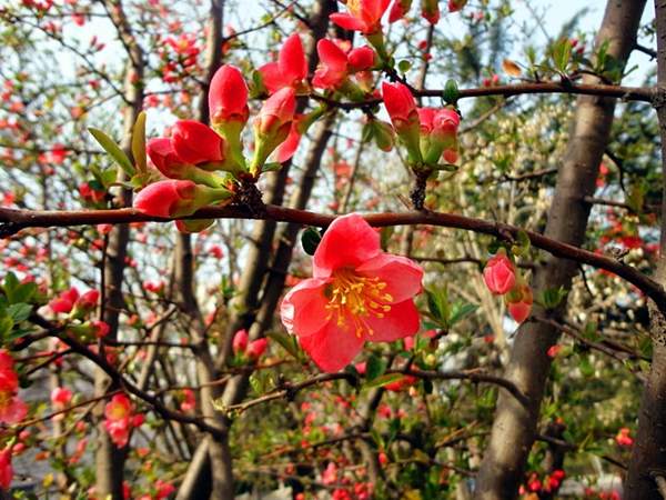 木瓜綠化 木瓜綠化