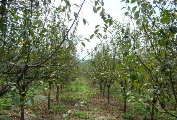 沭陽木瓜基地 沭陽木瓜基地