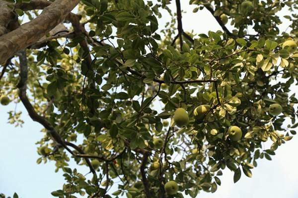木瓜樹價值 木瓜樹價值
