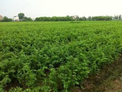 目前國內(nèi)哪里的櫸樹小苗多？