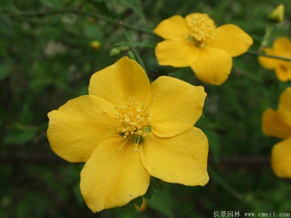 沭陽單重瓣棣棠花價(jià)格