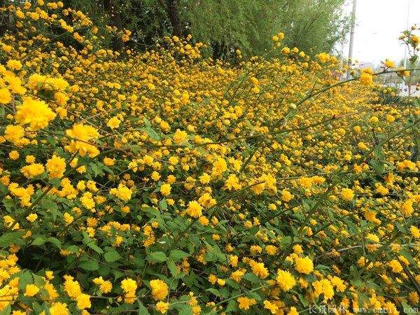 沭陽單重瓣棣棠花價(jià)格