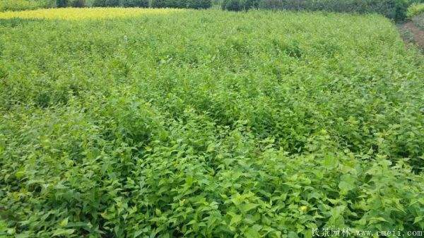 沭陽單重瓣棣棠花價(jià)格