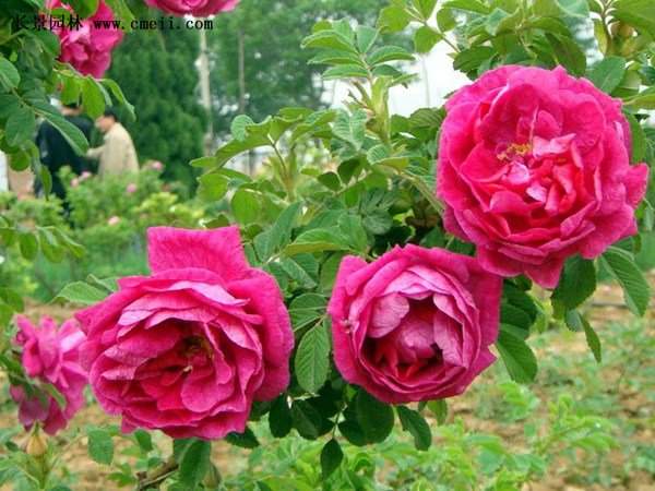 物美價(jià)廉的食用玫瑰在哪買？