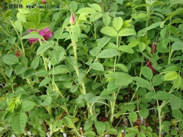 物美價(jià)廉的食用玫瑰在哪買？