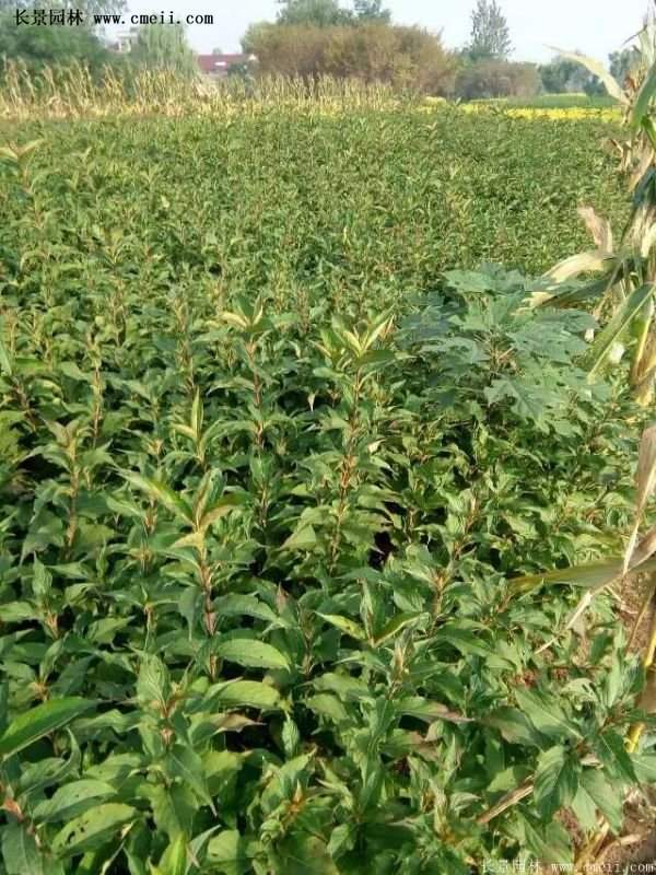 沭陽紅王子錦帶花 沭陽紅王子錦帶花