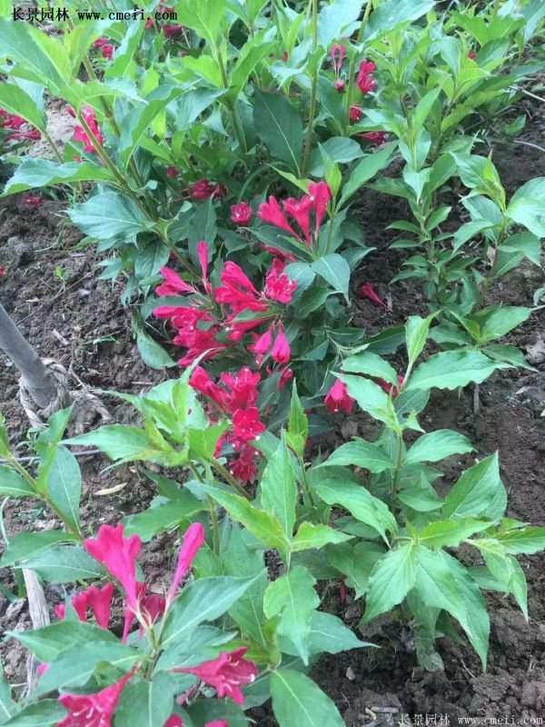 紅王子錦帶價格